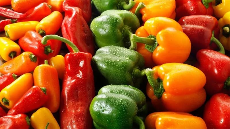 Productor de pimientos mexicanos.jpg